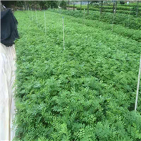 广西小袋黄花梨苗，广西黄花梨苗 