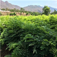 广东黄花梨苗基地，广东黄花梨苗价格