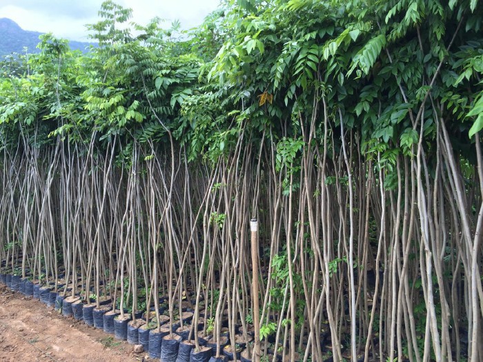大袋黄花梨高1•5米一2米以上 