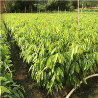 广州沉香苗价格，广州沉香苗，广东沉香苗