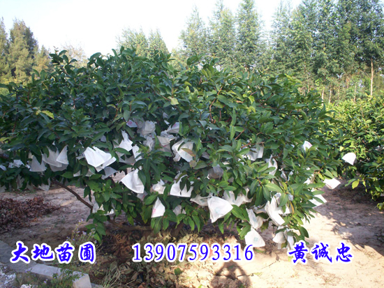 莲雾苗——海南莲雾苗