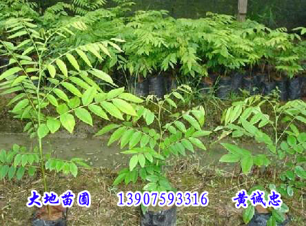 黄花梨苗——海南黄花梨苗批发