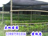 莲雾苗——海南莲雾苗价格