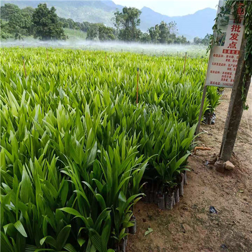 广东槟榔苗基地，广东槟榔苗，批发槟榔苗
