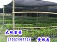 莲雾苗——海南莲雾苗价格