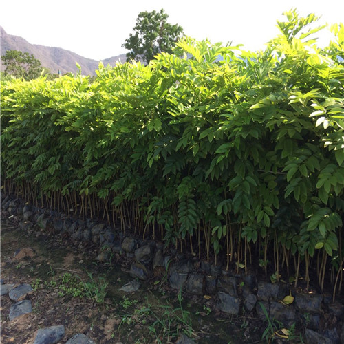 广东小袋黄花梨苗基地，广东小袋黄花梨苗