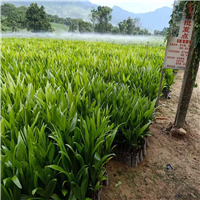 广东槟榔苗基地，广东槟榔苗，批发槟榔苗