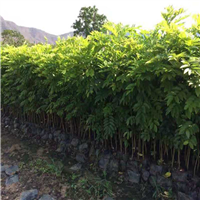 海南黄花梨苗价格，海南黄花梨苗基地