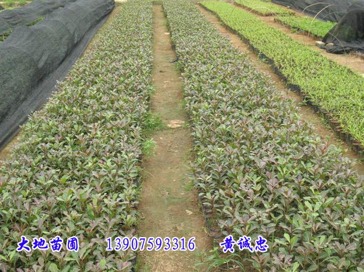 小叶榄仁苗——海南小叶榄仁苗批发