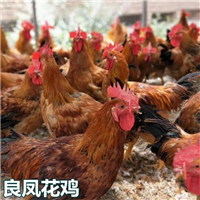 广西良凤花鸡苗批发