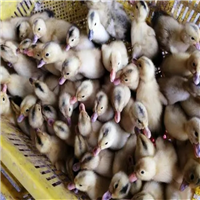 广西杂交鸭苗价格