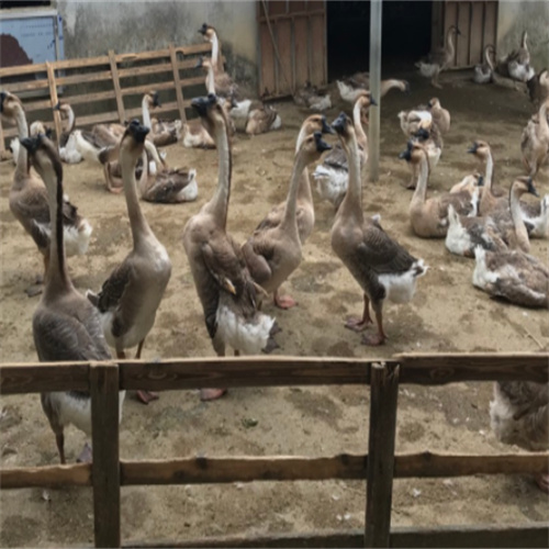 广西大白沙狮头鹅苗批发