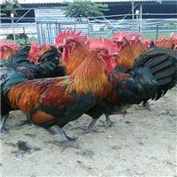 广西血毛土鸡苗供应