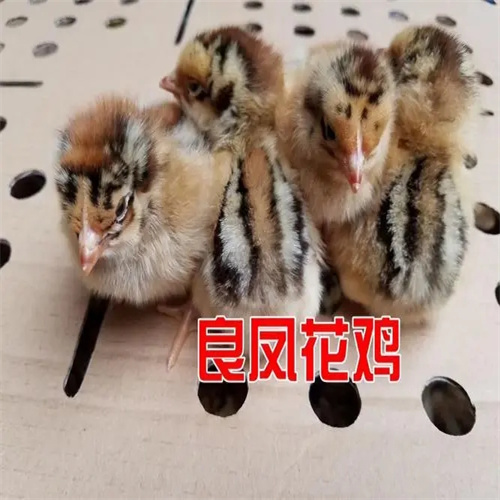 广西良凤花鸡苗