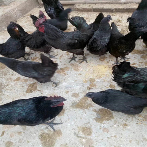 广西快大型麻乌鸡苗