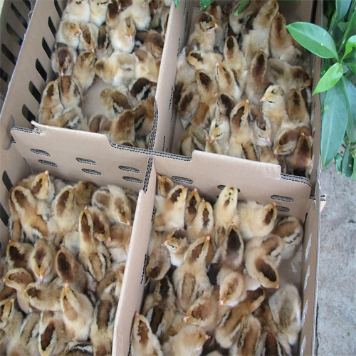 广西灵山麻鸡苗