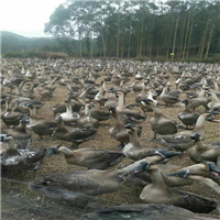 广西合浦狮头鹅苗