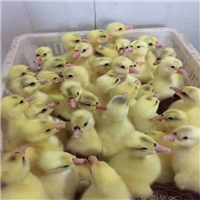 广西大白沙狮头鹅苗