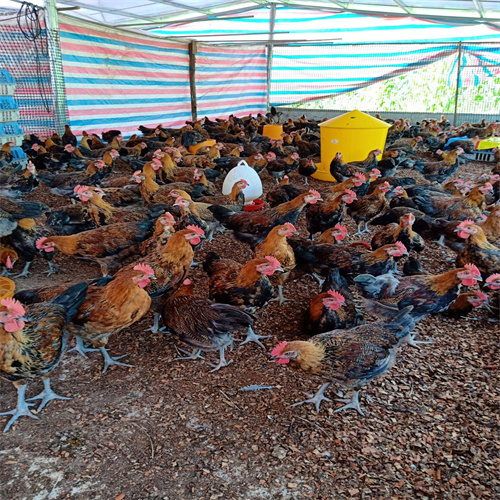 广西瑶鸡苗养殖基地