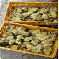 广西多蛋鸭苗批发