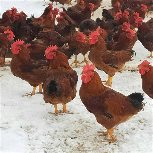 广西红玉土鸡苗基地