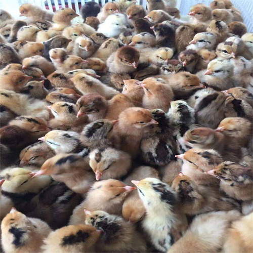 广西瑶鸡苗批发供应