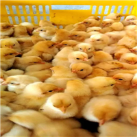 广西快大黄鸡苗批发