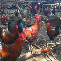 广西血毛土鸡苗批发