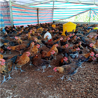 广西瑶鸡苗养殖基地