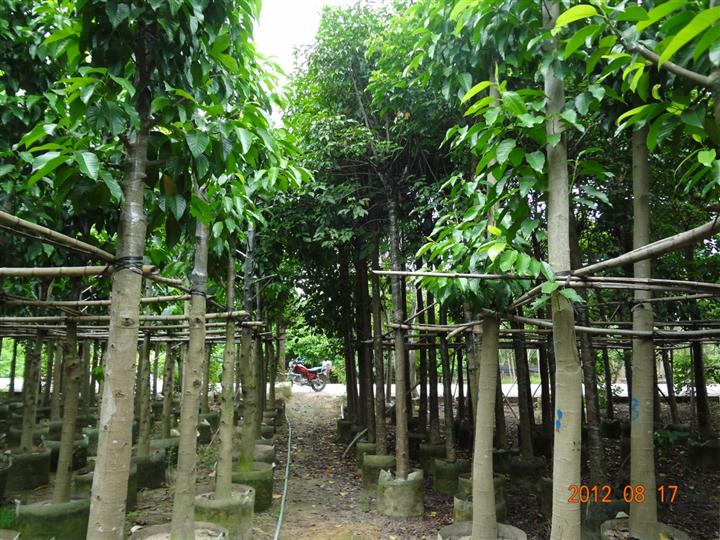 广东秋枫、秋枫供应、批发、求购、基地 