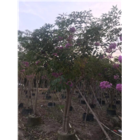 紫花风铃木2