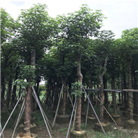 广东秋枫树，普宁秋枫树，普宁绿化树