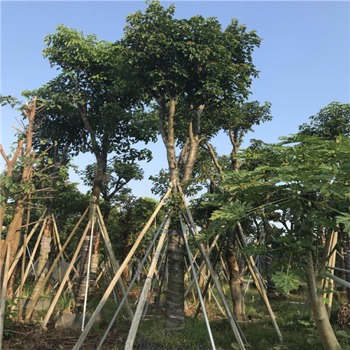 批发秋枫树，广东秋枫树，广东秋枫树基地