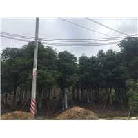 秋枫7