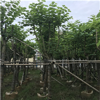 普宁宫粉紫荆批发，普宁宫粉紫荆基地