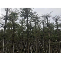 小叶榄仁1