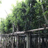 广东大叶榕，普宁大叶榕，揭阳大叶榕批发