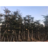 小叶榄仁2