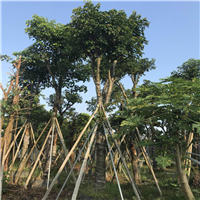 批发秋枫树，广东秋枫树，广东秋枫树基地