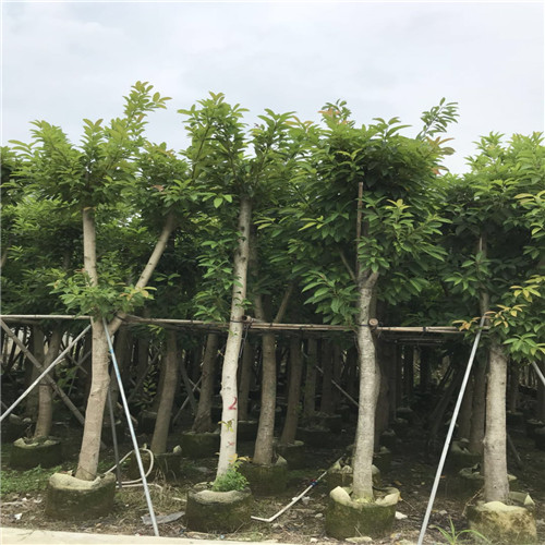 广东绿化树，广东大叶榕，广东大叶榕价格