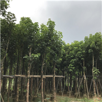 广东秋枫树批发，广东秋枫树价格，广东秋枫