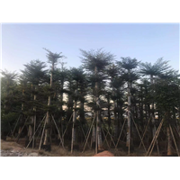 小叶榄仁4
