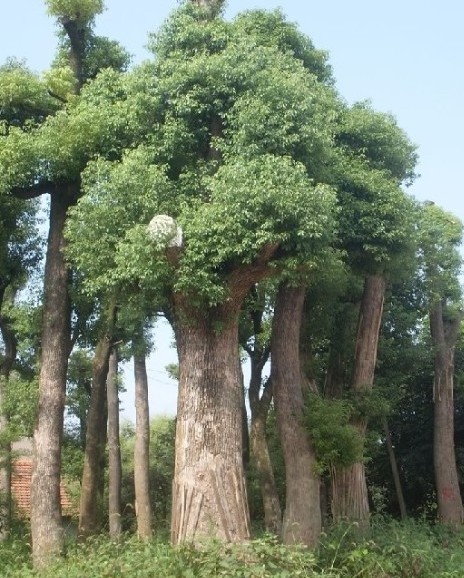 广东白玉兰基地-香樟 