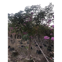 紫花风铃木3