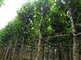 白玉兰价格|白玉兰基地|白玉兰供应 