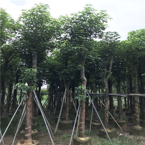 广东秋枫树，普宁秋枫树，普宁绿化树