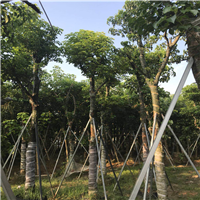 秋枫树，哪里有秋枫树卖？广东秋枫树基地