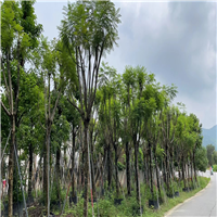 广东普宁蓝花楹