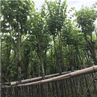 广东宫粉紫荆，普宁宫粉紫荆，普宁苗木