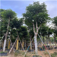 广东普宁秋枫